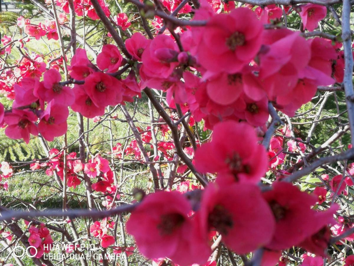 פרטיליה B&B Fiori Di Pesco מראה חיצוני תמונה